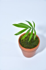 小さな植木鉢に植えた観葉植物　テーブルヤシ