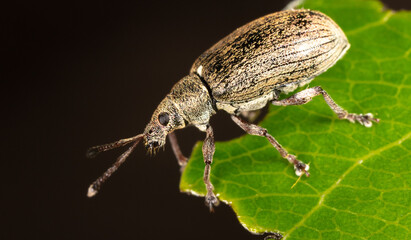 Close-up of a beetle on a green leaf of a plant.