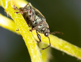 Close-up of a beetle on a green leaf of a plant.