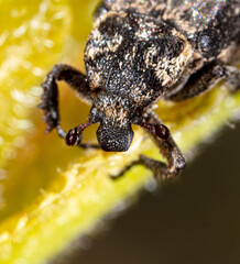 Close-up of a beetle on a green leaf of a plant.
