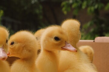 duck and ducklings