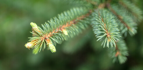 Coniferous tree in the park