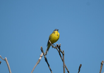 Yellow wag tail on a reeds in Stockholm bird preserve