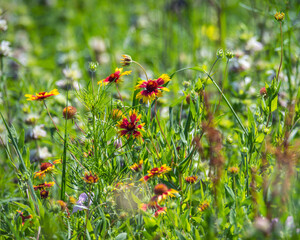 Wild flowers in a field!