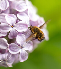Fly in flight on lilac flowers.