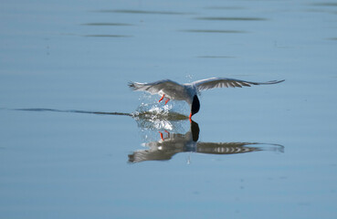 Caspian tern fishing over a pond in a Stockholm bird preserve