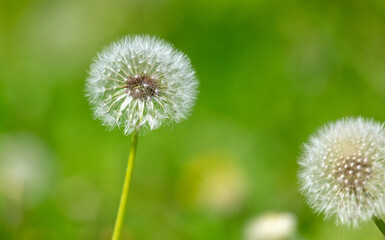 Fluffy dandelion in the park.