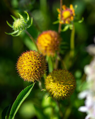 Fuzzy yellow orange wild flowers along a nature trail!