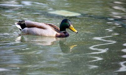 Portrait of a duck floating on the water