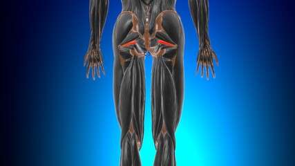 Gemellus superior Muscle Anatomy For Medical Concept 3D