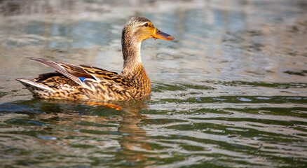 Portrait of a duck floating on the water