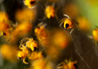 Close-up of small yellow spiders in nature.