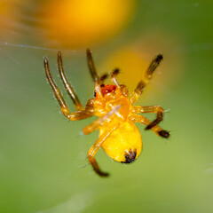 Close-up of a small yellow spider in nature.