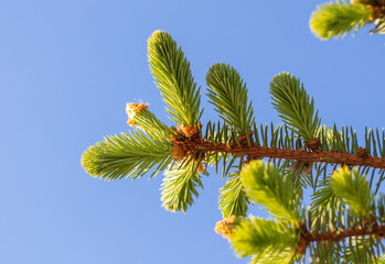 Green needles on coniferous branches