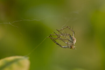 Esqueleto de insecto colgado aun en tela de araña, fotografía macro