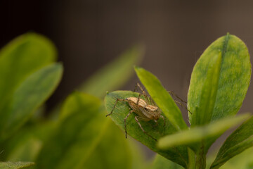 Araña espera su presa en la hoja de una planta verde