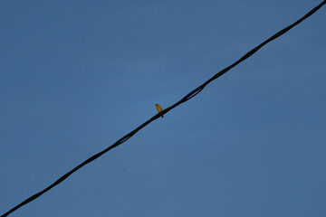 P&aacute;jaro en un cable de electricidad, cielo de fondo azul