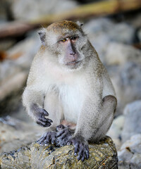 Monkey from Phi Phi Island in Thailand. 