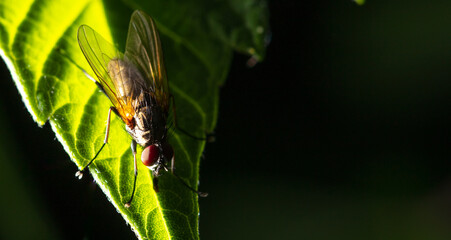 Close-up of a fly on a green leaf.