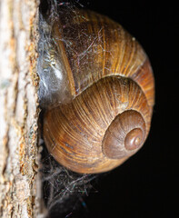 A snail is crawling along the bark of a tree.