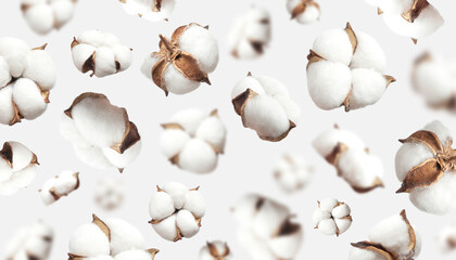 Pattern from white flying cotton flowers isolated on light gray background flat lay. Delicate beauty cotton background. Natural organic fiber, agriculture, cotton seeds, raw materials for fabric