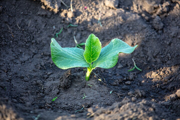 Pumpkin sprout in the ground in spring.