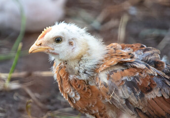 Portrait of a chicken on farm.