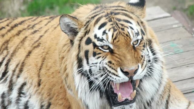 tiger showing teeth, head, growl, close-up