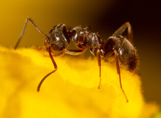Close-up of an ant on a yellow flower in nature.