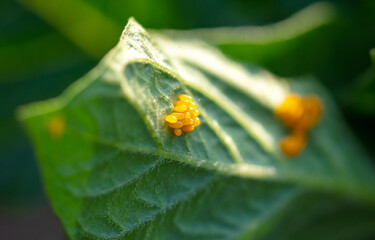 Close-up of orange eggs of the Colorado potato beetle on a green leaf.