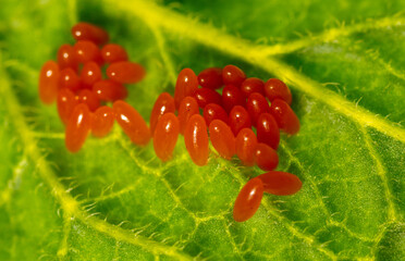 Close-up of orange eggs of the Colorado potato beetle on a green leaf.