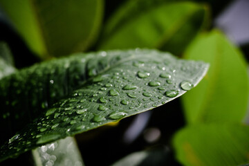  Green leaf with drops of water. Dew on a leaf in the morning. Natural Water raindrop on a leaf. Contrast green. Rainy day.(Close up green pattern leaves with water drop in a garden. leaf texture)