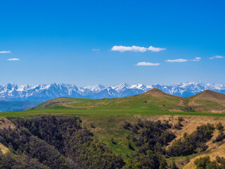 Obraz premium Green grass on the yellow spring alpine meadows of the Gumbashi pass. Snow covered huge mountain Elbrus on horizon against the blue sky. Mountainous, hilly summer landscape of the Caucasus Mountains.