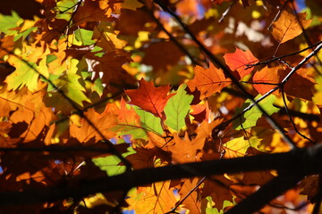 Herbstlaub
