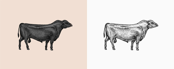 Domestic Cow. Farm animal. Vintage sketch for shop. Badge for t-shirts. Hand Drawn engrave Vector illustration.