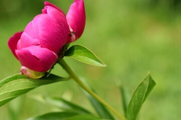 ants crawling on a bud of red peony on a green background texture