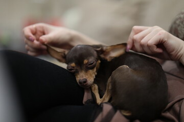 a little helpless toy terrier lay down to rest in his box