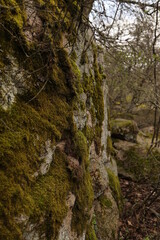 moss covered rocks 