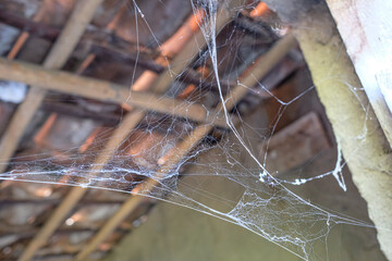 cobwebs in old buildings
