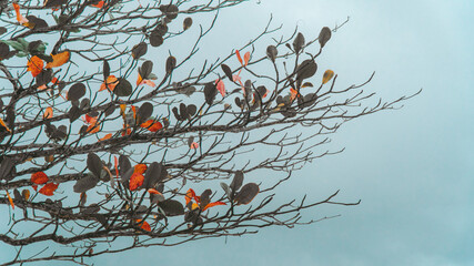 Winter Autumm Cold Island Fog Beach Rainforest Background Nature Trees Leaves Green Blue Landscape Cloud Castelhanos Ilhabela Brazil