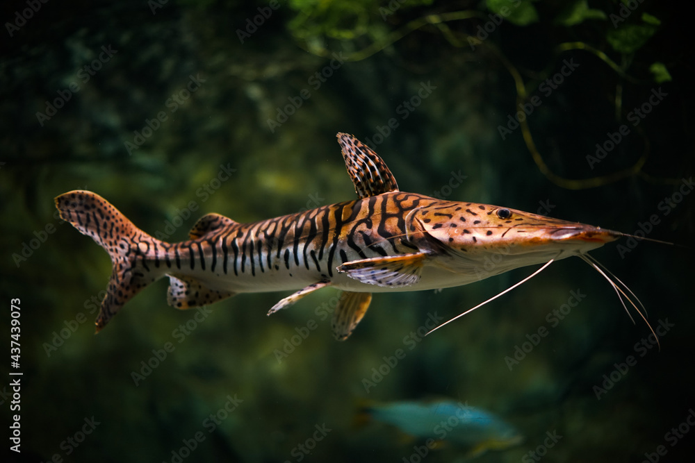 Poster Closeup shot of a Tiger shovelnose catfish swimming in the aquarium