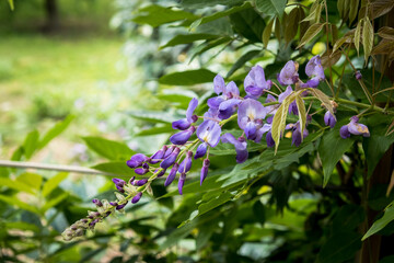 Fragrant purple panicle flower. Colorful flowers and plants. Close-up of a wisteria flower. Close-up, selective focus, copy space.