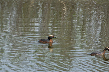 A Horned Grebe in the Water