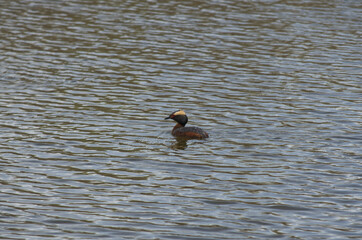 A Horned Grebe in the Water
