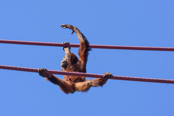 Four-year-old orangutan Redd crosses the O Line at the National Zoo in Washington DC.  