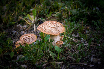 A few wild mushrooms in a forest clearing. A large mushroom on the grass in the sunlight.