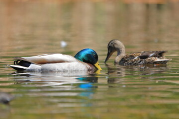 Pair of mallard ducks facing each other - 437439433