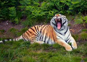 Siberian Tiger Yawning