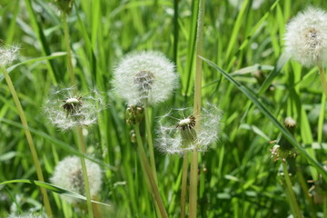 Fototapeta premium dandelion on green grass