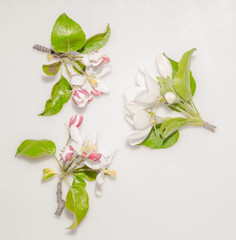 High Key Apple Variety Bloom